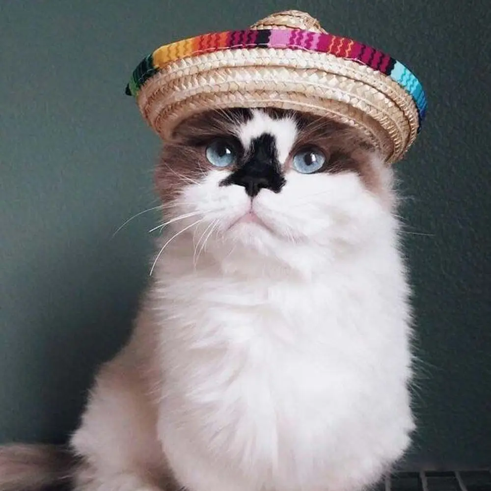 Straw mini pet hat