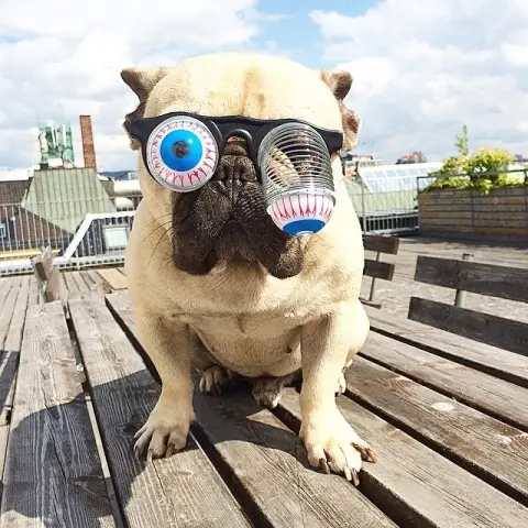 Pet Funny Glasses Props Spring