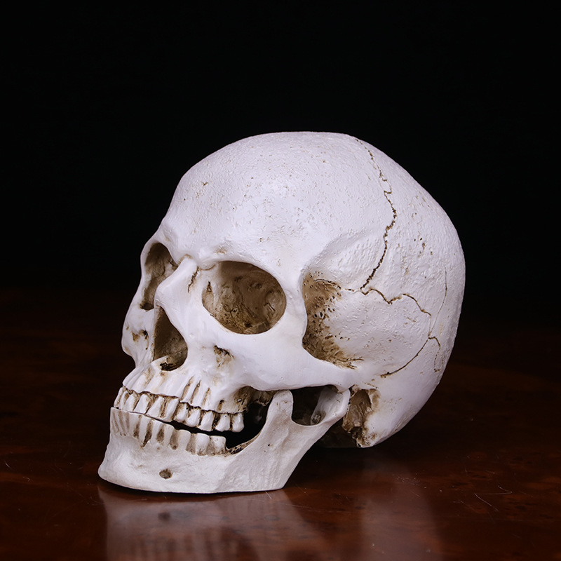 Small Skull