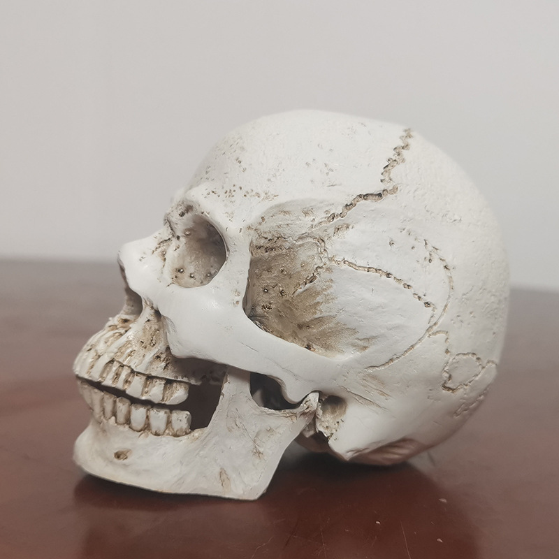 Medium skull