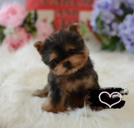 Yorkshire terrier pup, imitation dog