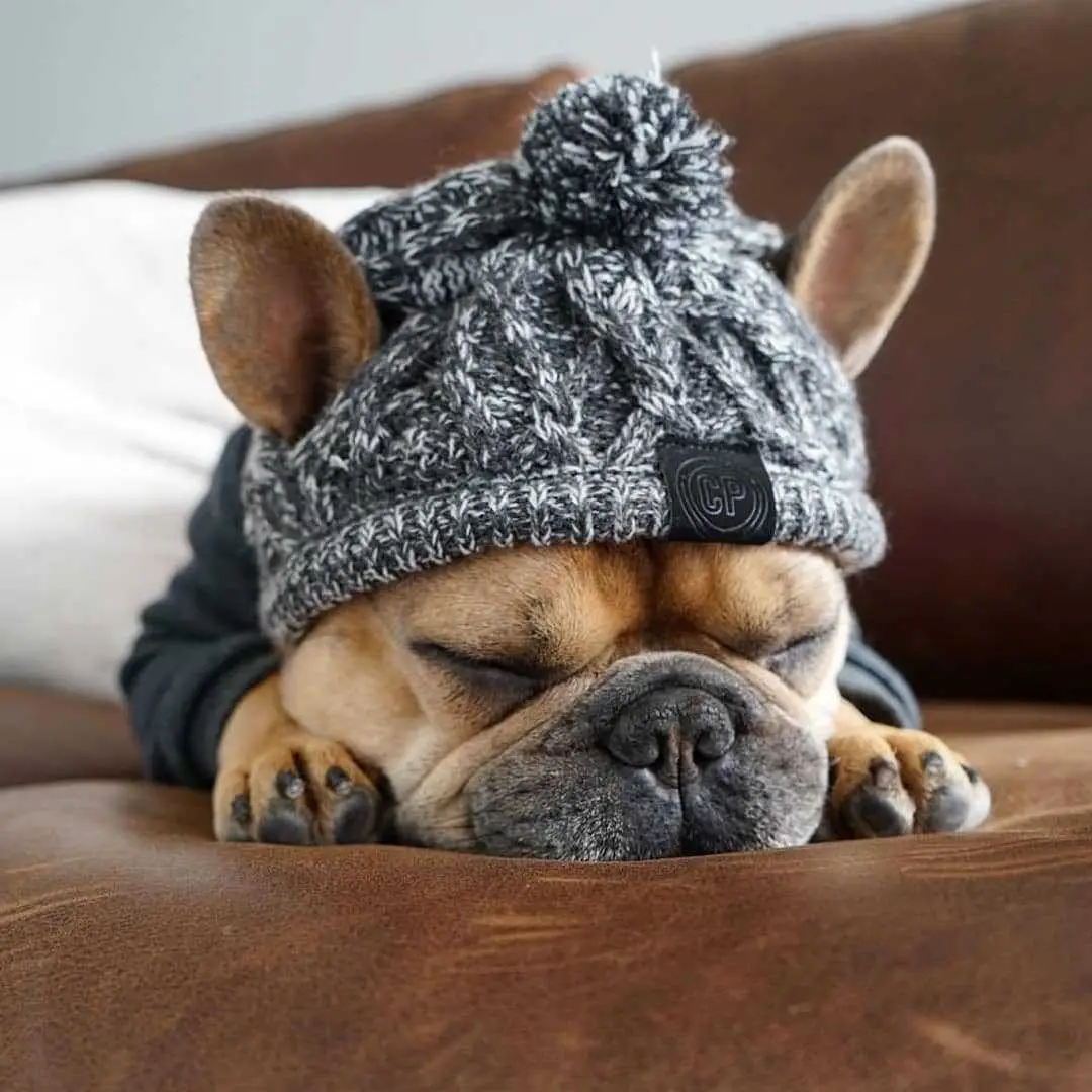 Winter Fashion Dog Hat Windproof Fluffy Knitted