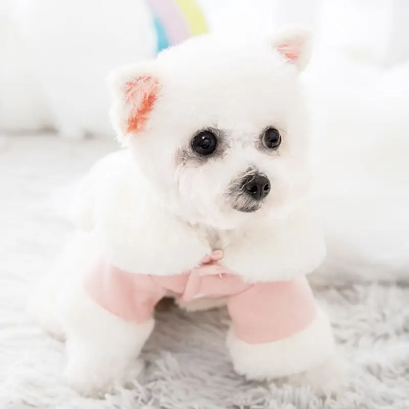 Transformed Cat Pet Clothes