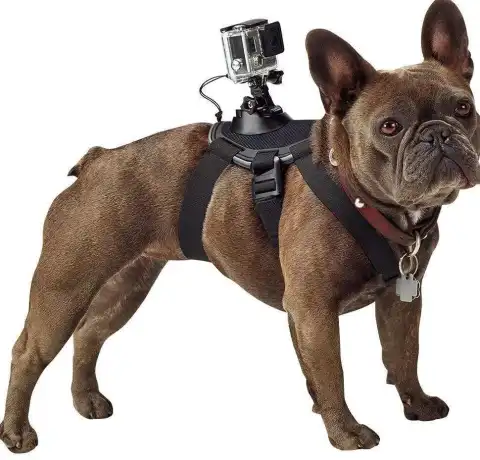 Pet Dog with Dog Chest Strap Back