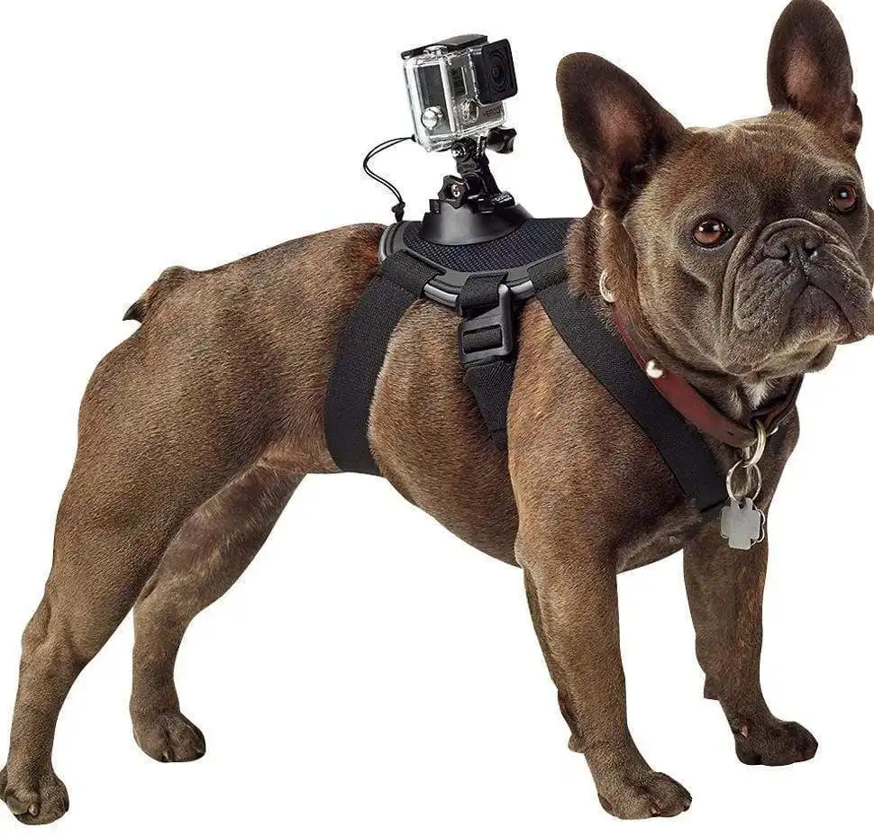 Pet Dog with Dog Chest Strap Back