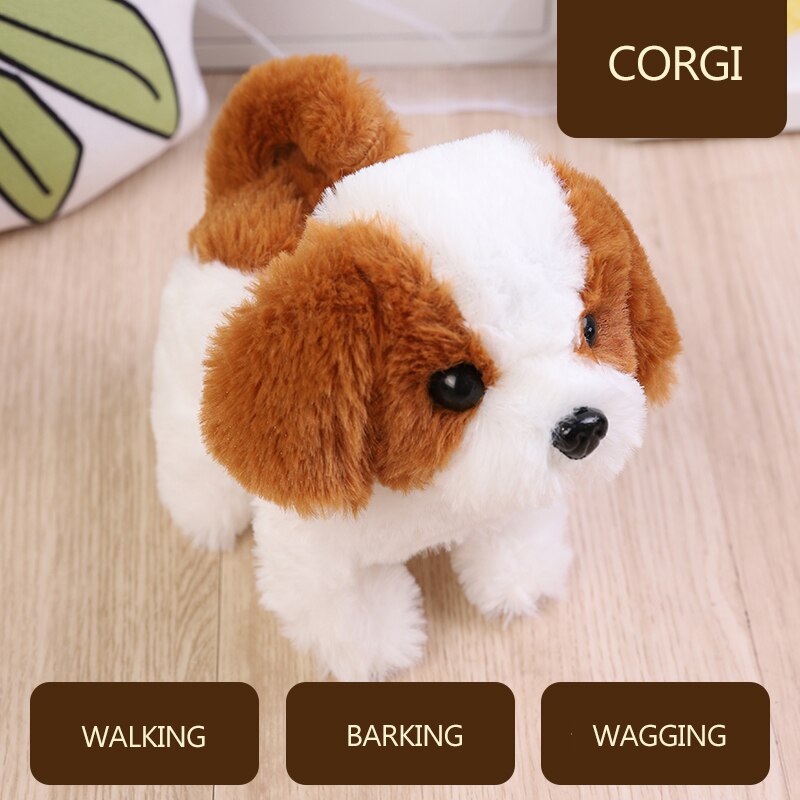 Corgi