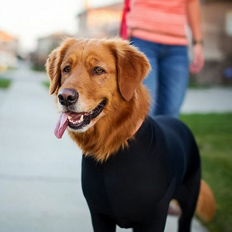 Title 5, Nouveaux Vêtements pour Chiens Style Automne et...