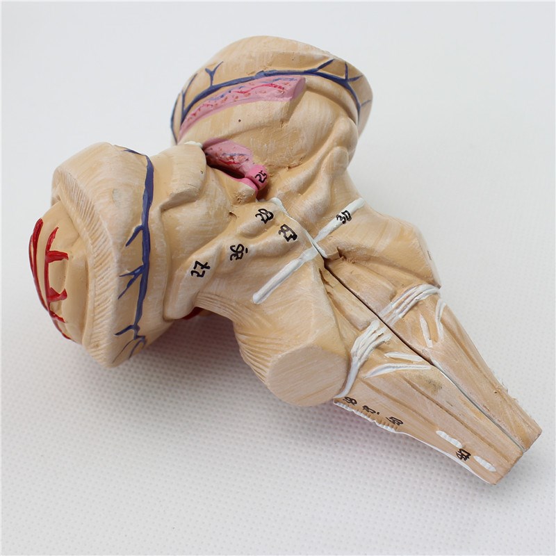 Brain model 9 parts with artery anatomical model (brown)