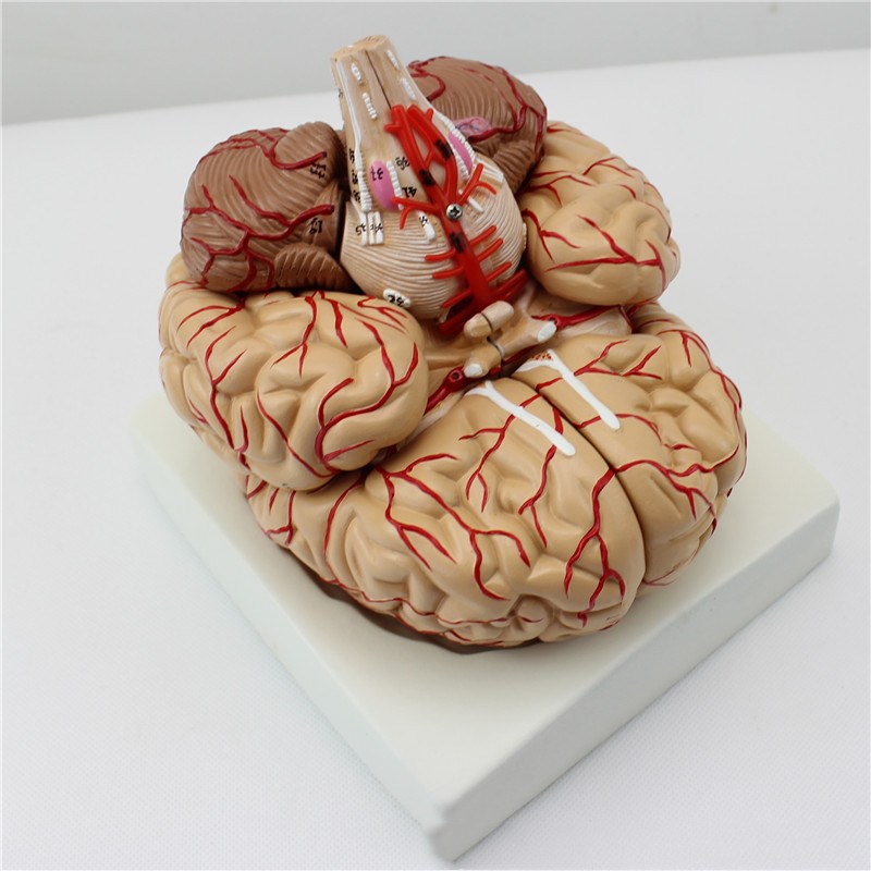 Brain model 9 parts with artery anatomical model (brown)
