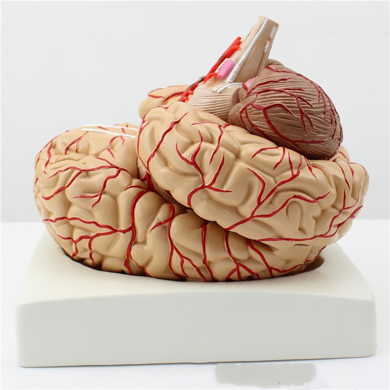 Brain model 9 parts with artery anatomical model (brown)