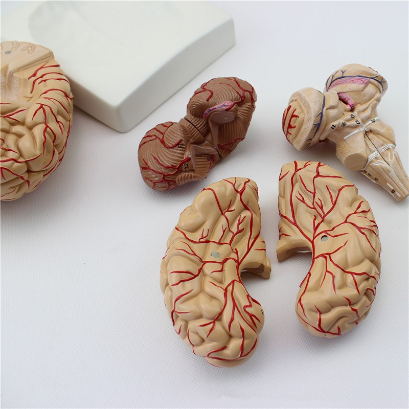 Brain model 9 parts with artery anatomical model (brown)