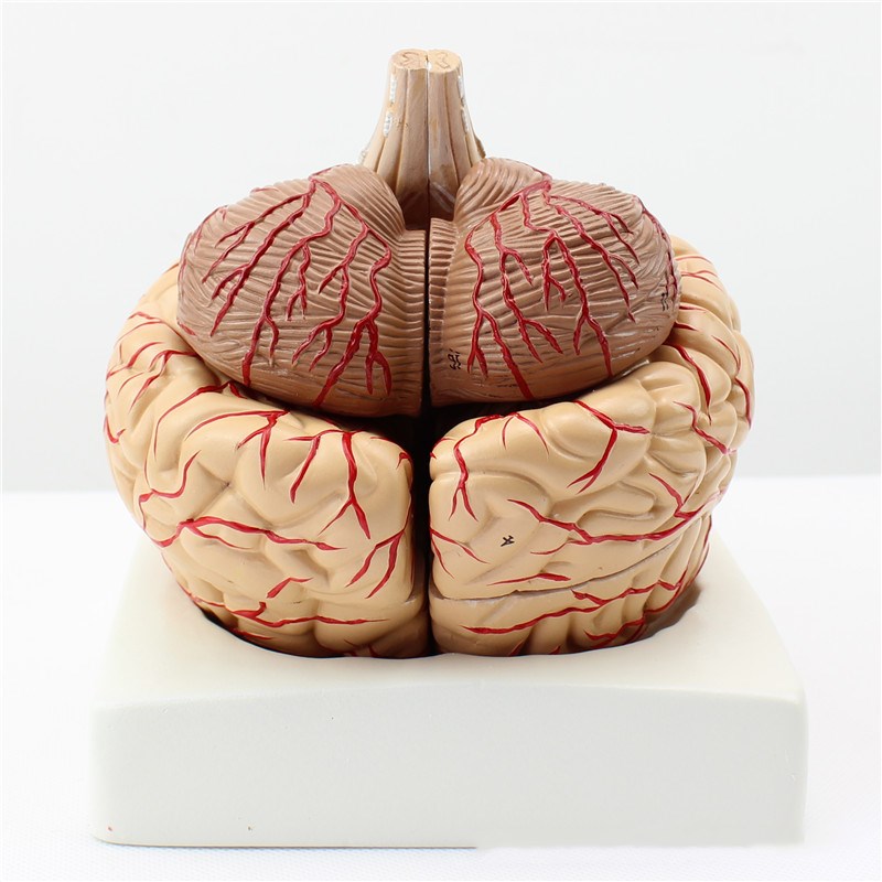 Brain model 9 parts with artery anatomical model (brown)