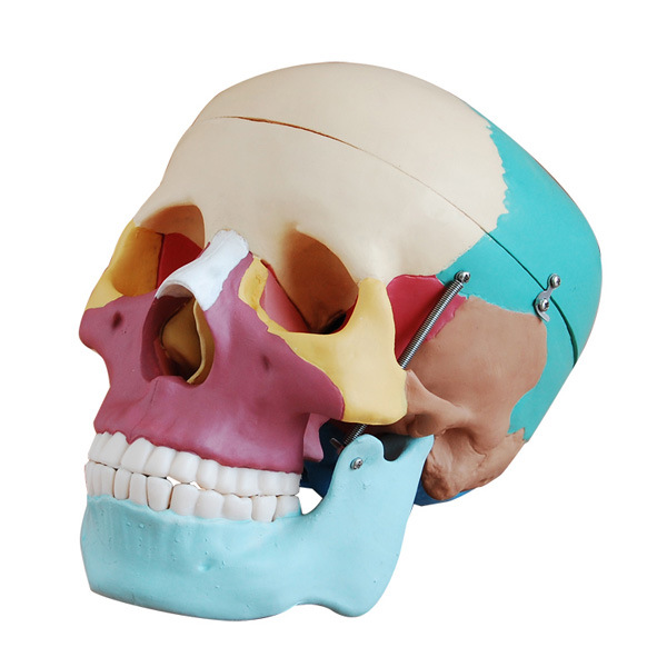 Bone Coloring Model Of Large Human Skull (colorful)
