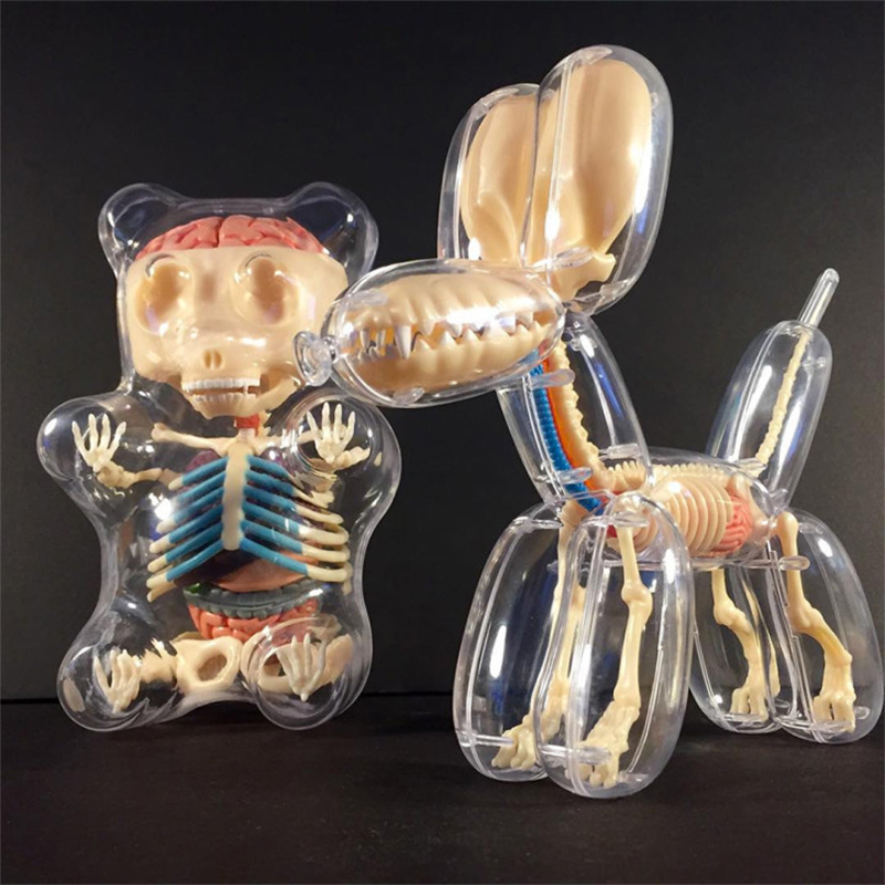 Balloon dog fluoroscopic bone anatomy model