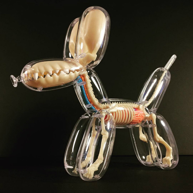 Balloon dog fluoroscopic bone anatomy model