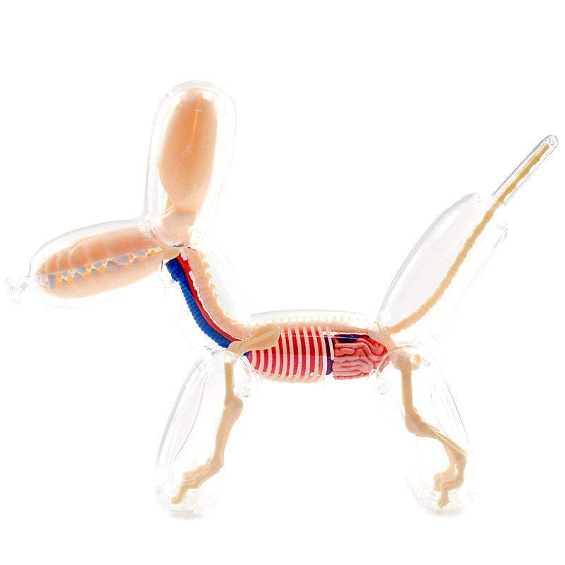 Balloon dog fluoroscopic bone anatomy model