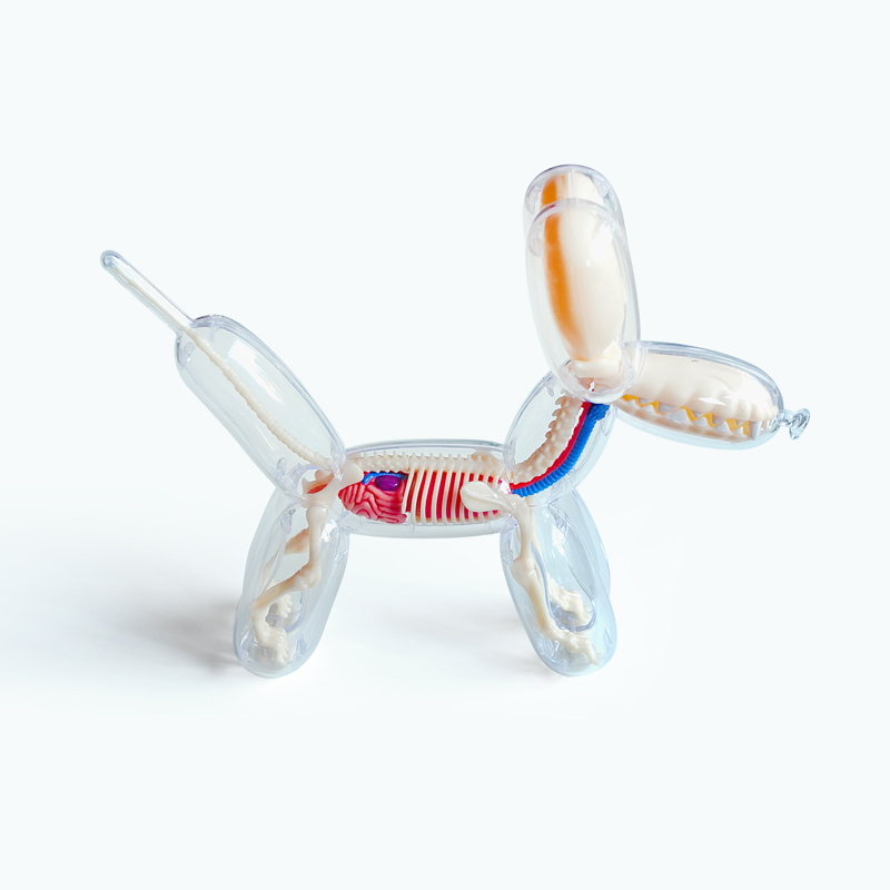 Balloon dog fluoroscopic bone anatomy model