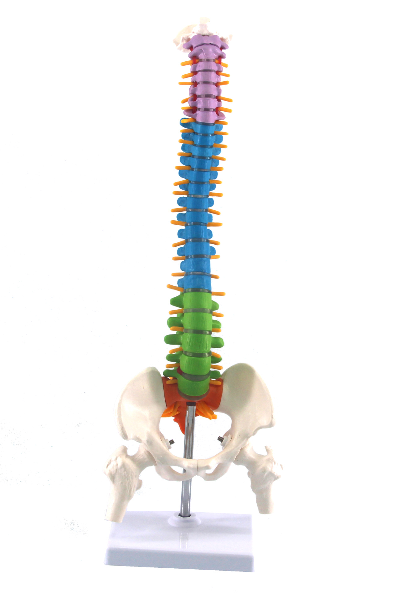 Human spine model skeleton model skeleton model (colorful)