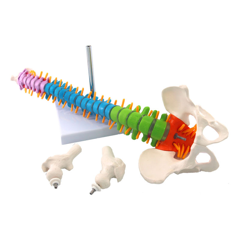 Human spine model skeleton model skeleton model (colorful)