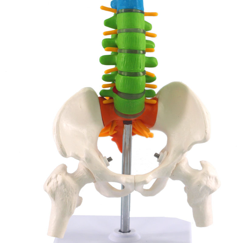 Human spine model skeleton model skeleton model (colorful)