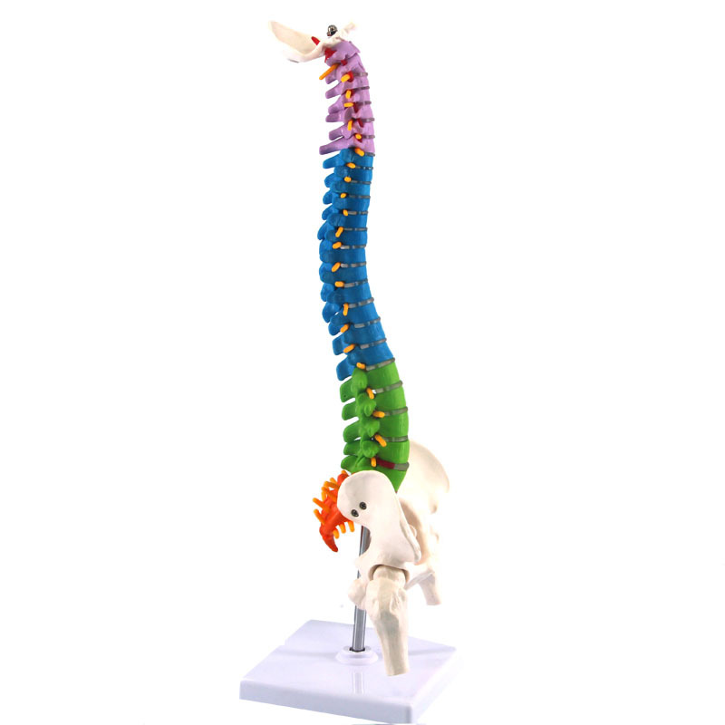 Human spine model skeleton model skeleton model (colorful)
