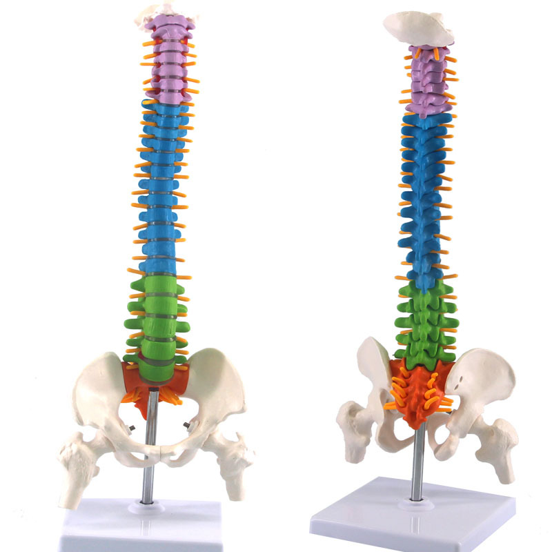 Human spine model skeleton model skeleton model (colorful)