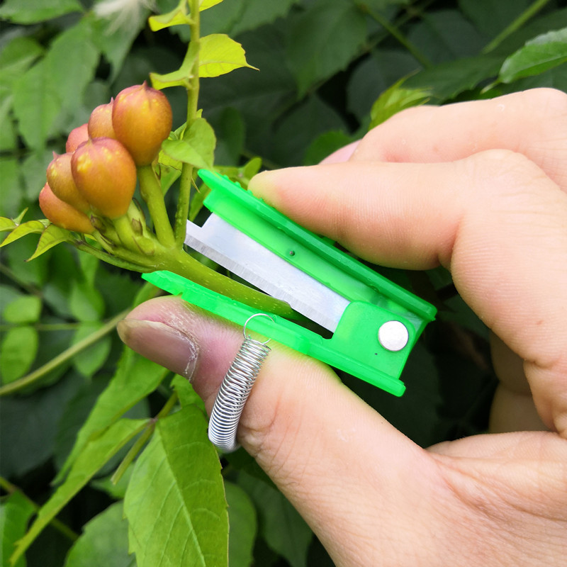 Title 3, Pinch Knife Fruit Thinning Artifact Pinch Point...