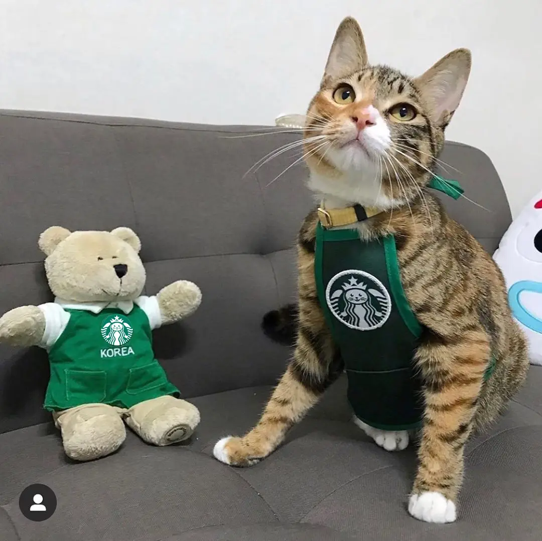 South Korea Cute Star Cat Work Clothes