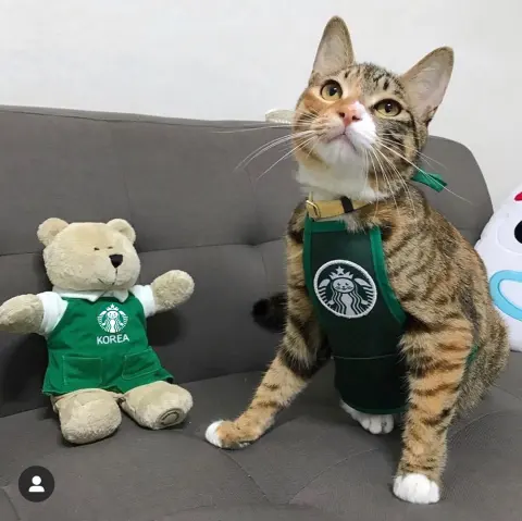 South Korea Cute Star Cat Work Clothes Dog
