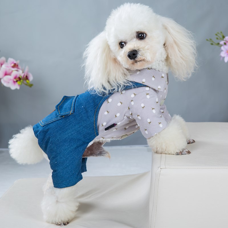 Title 5, Gewatteerde Kleding voor Knappe Britse Hond met...