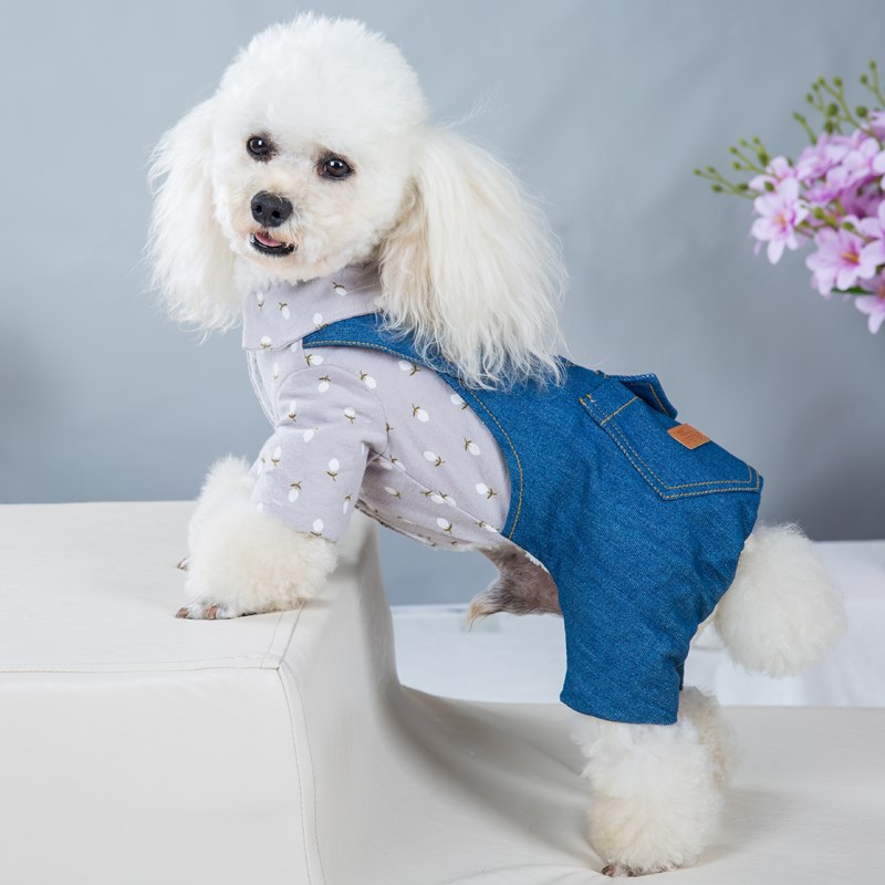 Title 4, Gewatteerde Kleding voor Knappe Britse Hond met...