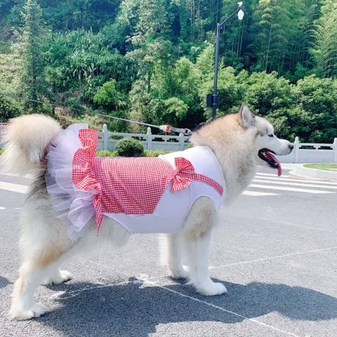 Dog Clothes Princess Dog Costume Labrador Golden Retriever Big