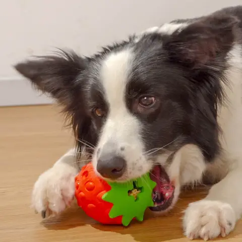 Pet Dog Teeth Cleaning Tooth Bite Resistant Toy Ball