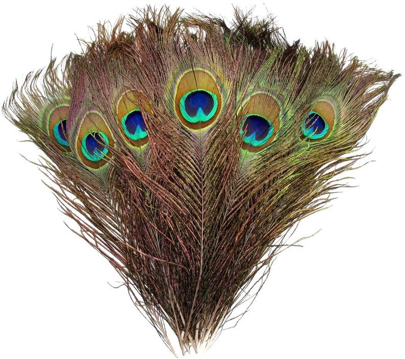 Title 3, Peacock Feather Eyes 2-6 Cm Peacock Feather Fea...