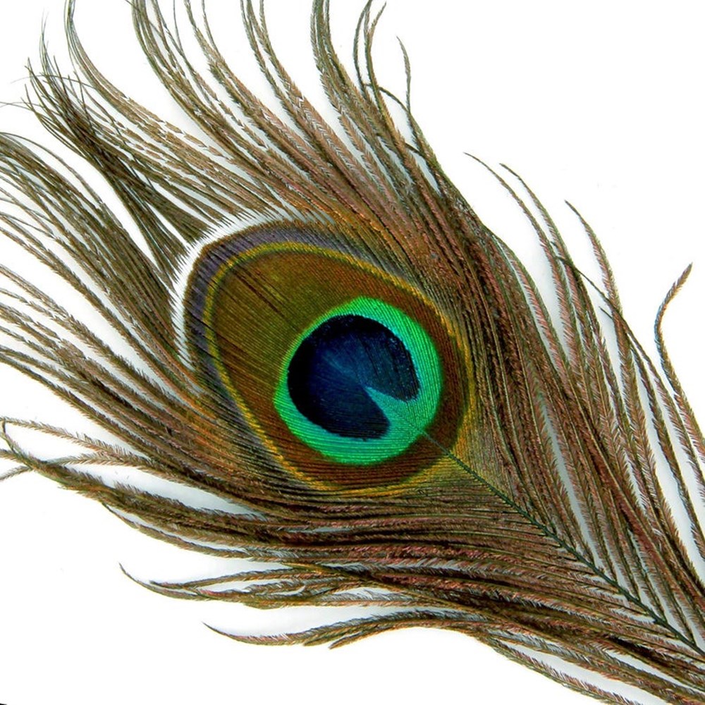 Title 2, Peacock Feather Eyes 2-6 Cm Peacock Feather Fea...