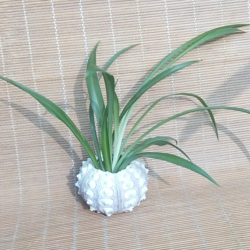 Spiny Ball Sea Urchin Natural Sea Urchin Shell 5-6 Cm