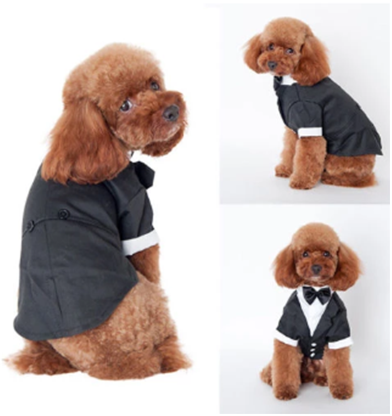 Teddy clothes Golden Retriever Satsuma Fall Winter Pet Suit