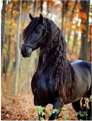 Dark Horse Theme Diamond Painting, Full 5D Embroidery, Mosaic, Rhinestones, Animals, Wall Decoration Black - Shop at LoveMi