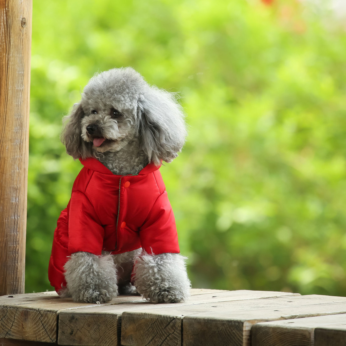 Title 4, Abrigos de invierno para perros pequeños Teddy,...