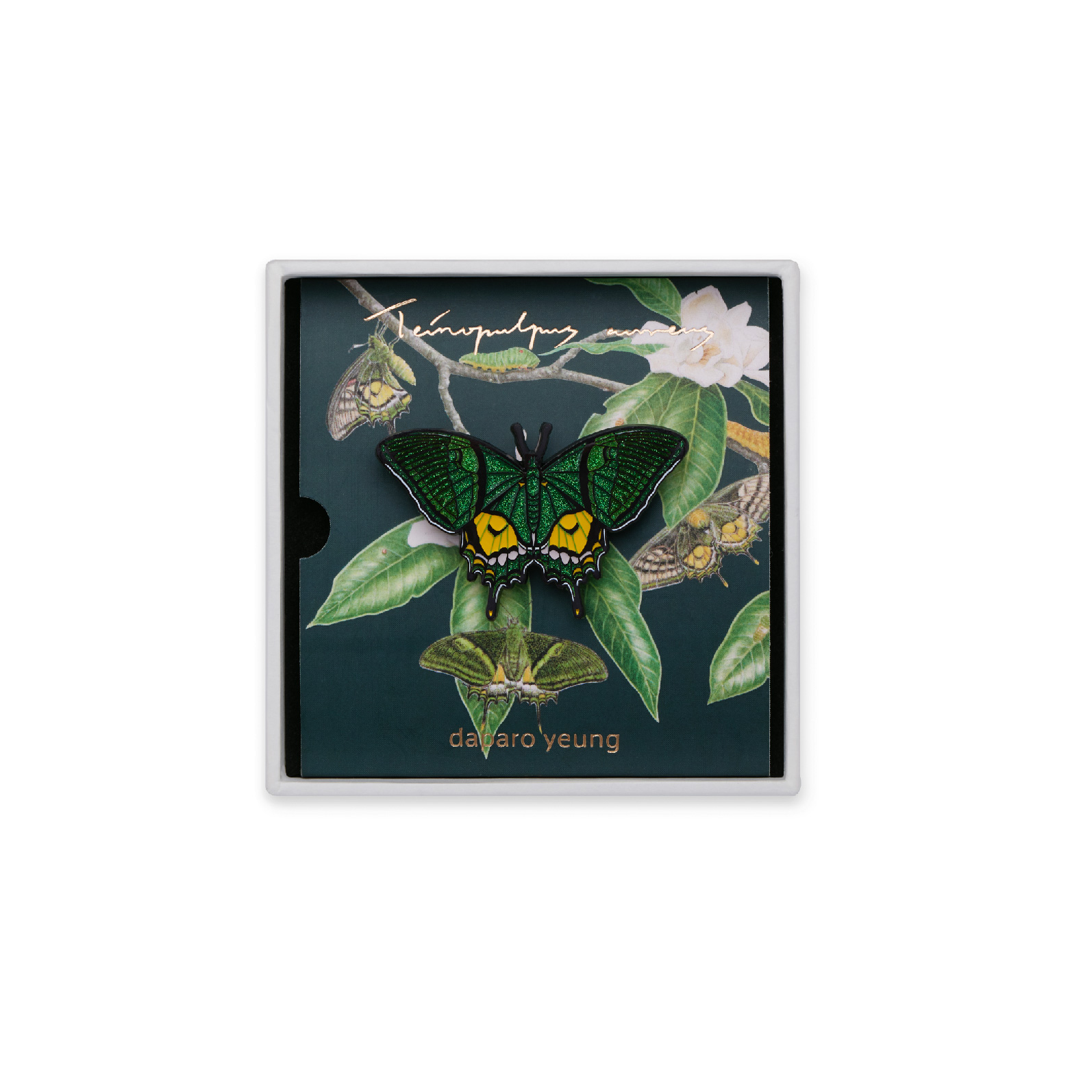 Male Butterfly