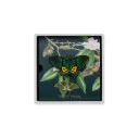 Male Butterfly