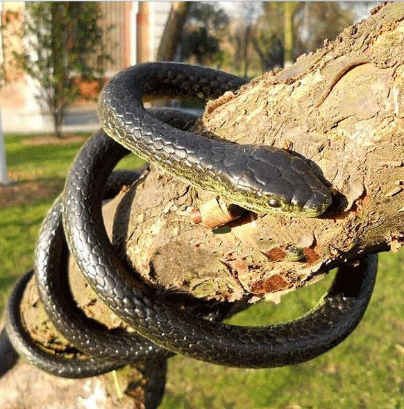 Big Black Snake