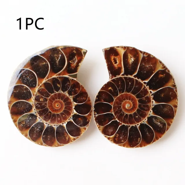 Spotted Snails Yuhua Snails Fossil Snails Open Sliced Snails Naked Stone Pendant Brown - Shop at LoveMi
