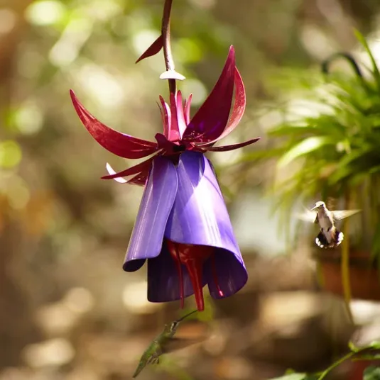 Sensation Pink Coneflower Bird Feeder Purple - Shop at LoveMi