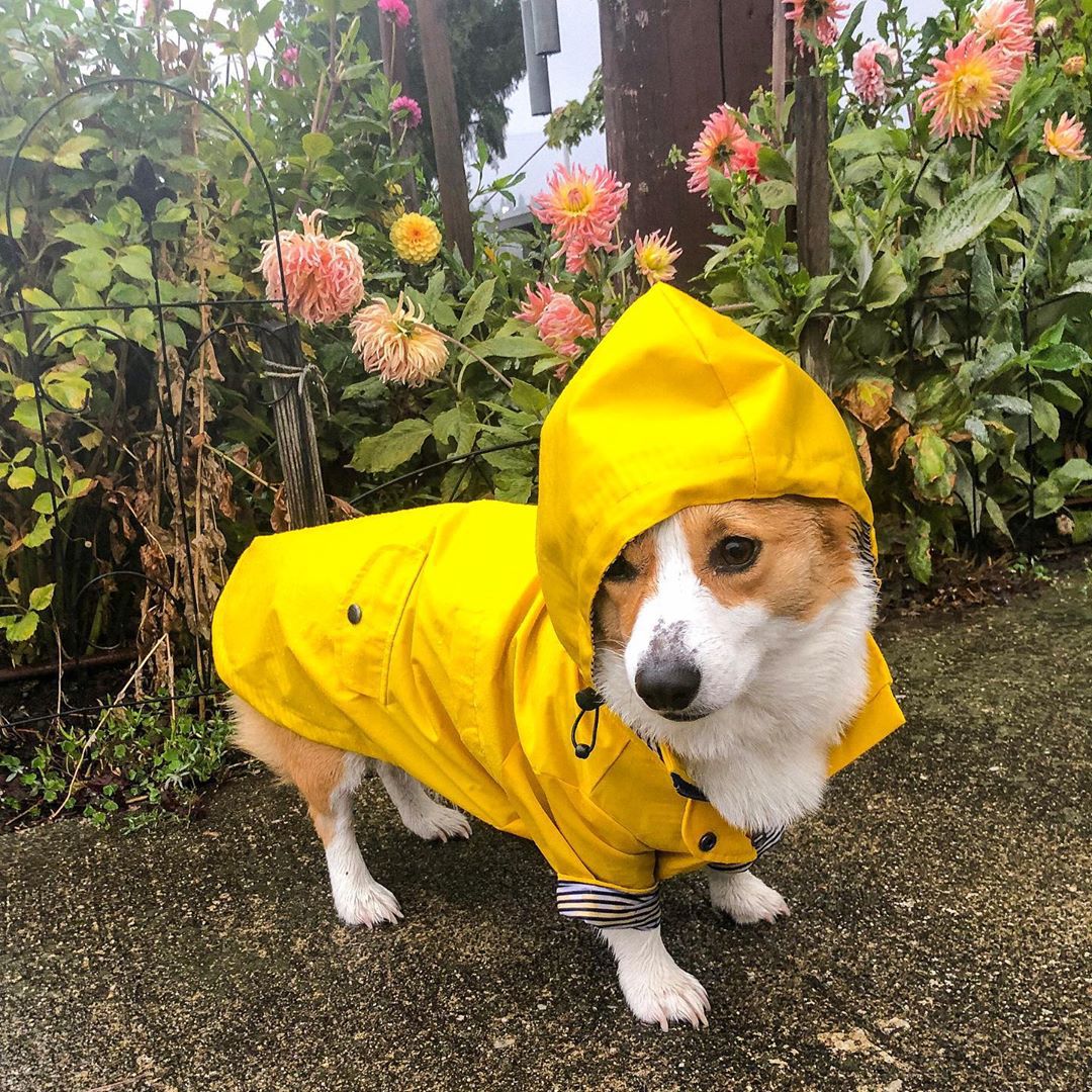 Title 4, Imperméable pour chien rembourré rétro britanni...