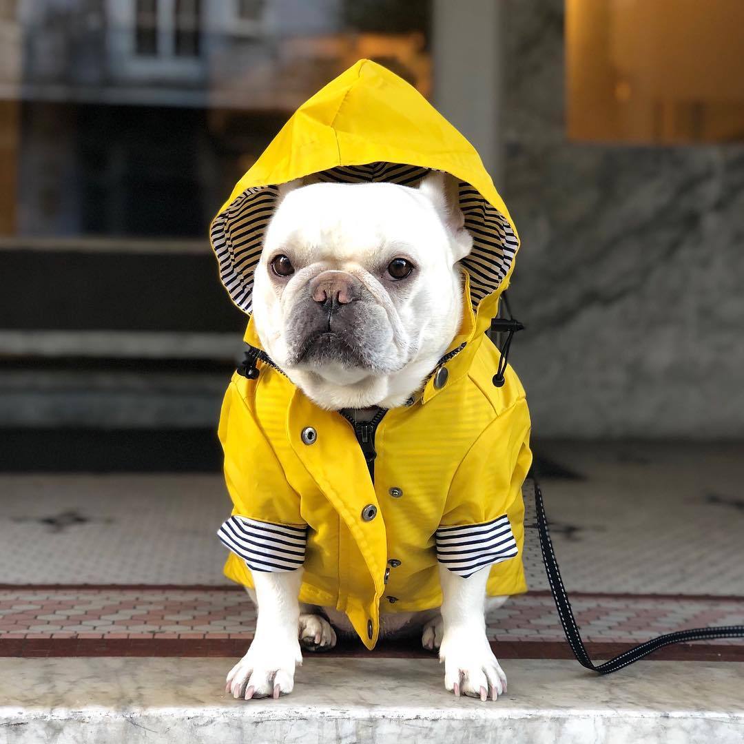 Title 3, Imperméable pour chien rembourré rétro britanni...