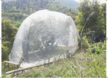 Title 1, Net Insect Net Fruit Tree Pest Control Plant Pr...