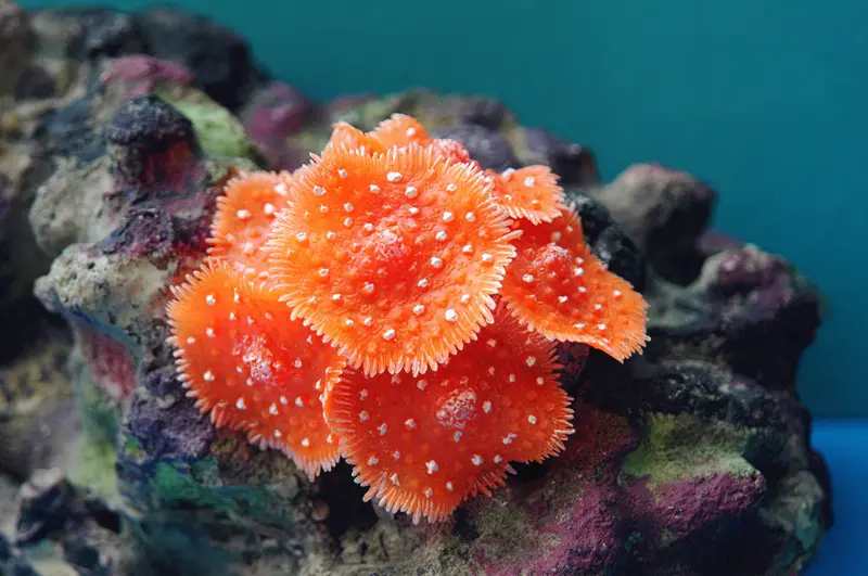 Fish Tank Decoration Coral Landscaping Equipment