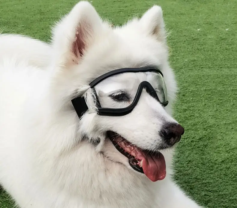 Pet Glasses Dog Sunglasses Law Fighting