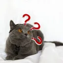 Question Mark